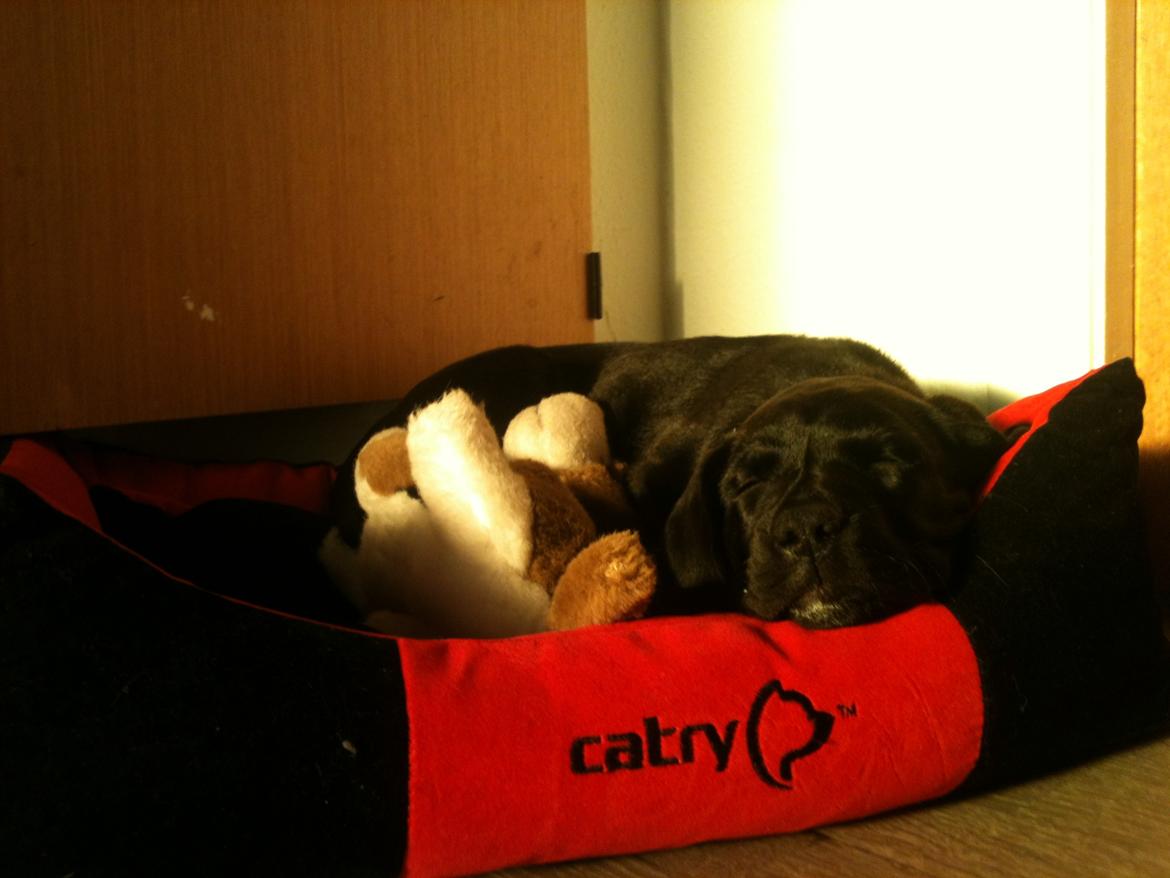 Blanding af racer Bell (labrador/boxer) - Bell der ligger og sover ;-)
9 uger. billede 3