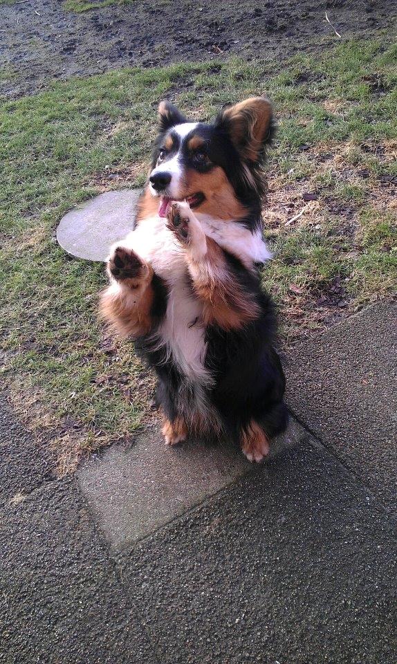 Welsh corgi cardigan Hashfan Opium Boy (Eddy) billede 1