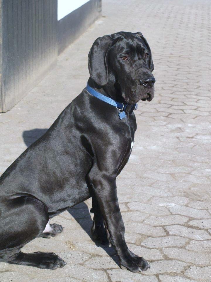 Grand danois Viggo - Viggo marts 2012. Et halvt år gammelt. billede 1