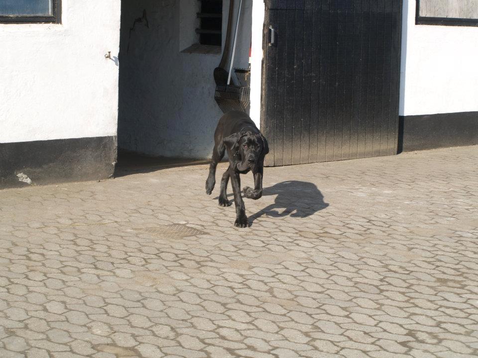 Grand danois Viggo - Viggo marts 2012. Et halvt år gammelt. billede 3