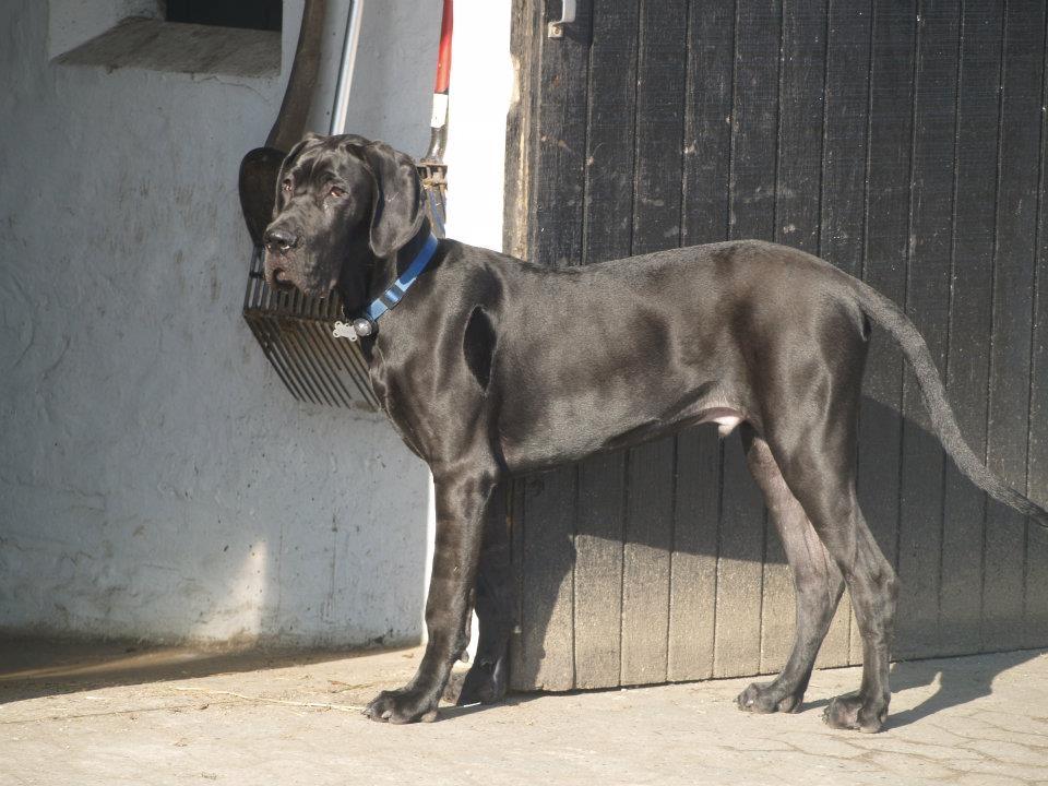 Grand danois Viggo - Viggo marts 2012. Et halvt år gammelt. billede 4