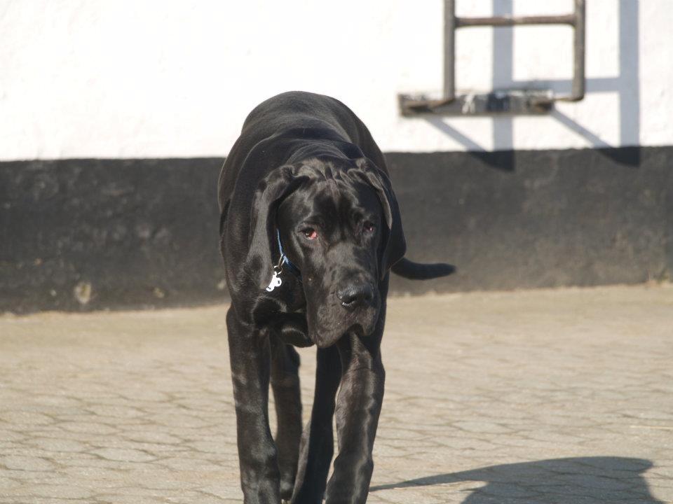 Grand danois Viggo - Viggo marts 2012. Et halvt år gammelt. billede 5