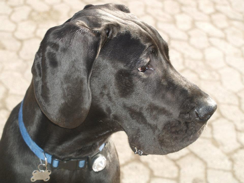 Grand danois Viggo - Viggo marts 2012. Et halvt år gammelt. billede 6