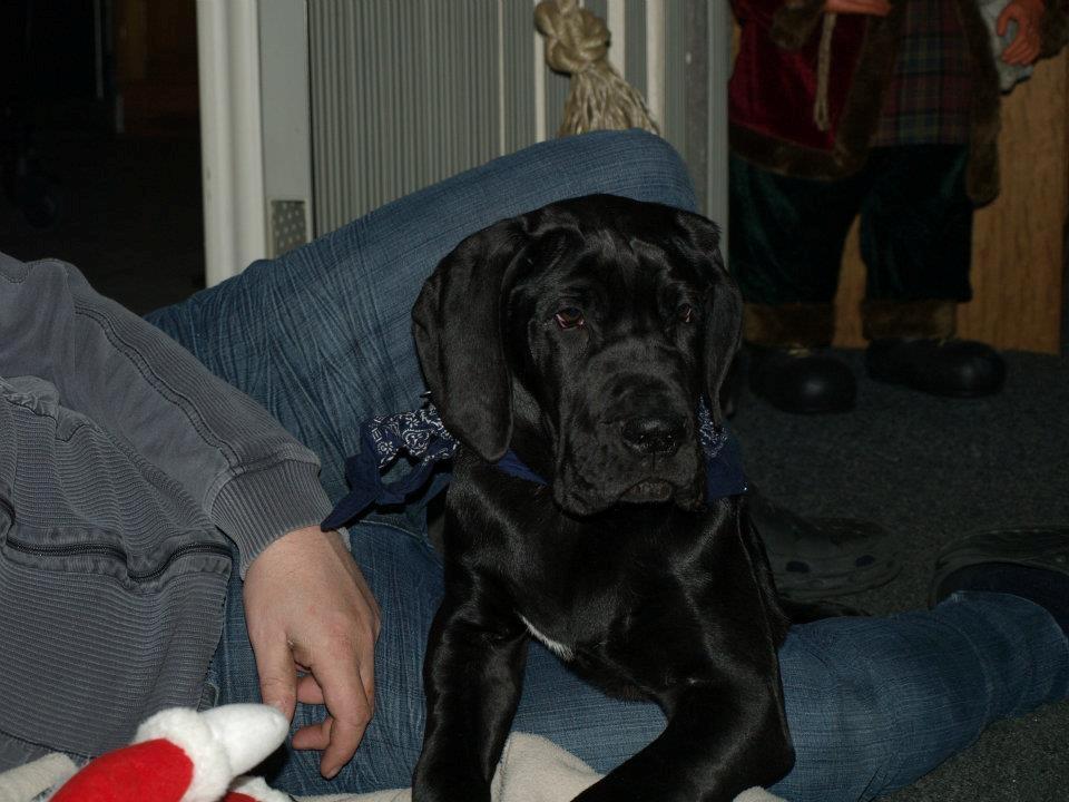 Grand danois Viggo - Viggo December 2011. 14 uger gammel. billede 7