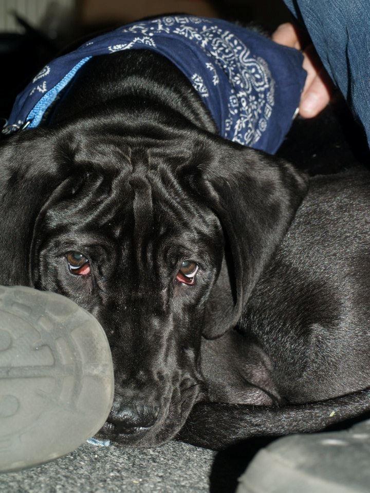 Grand danois Viggo - Viggo December 2011. 14 uger gammel. billede 8