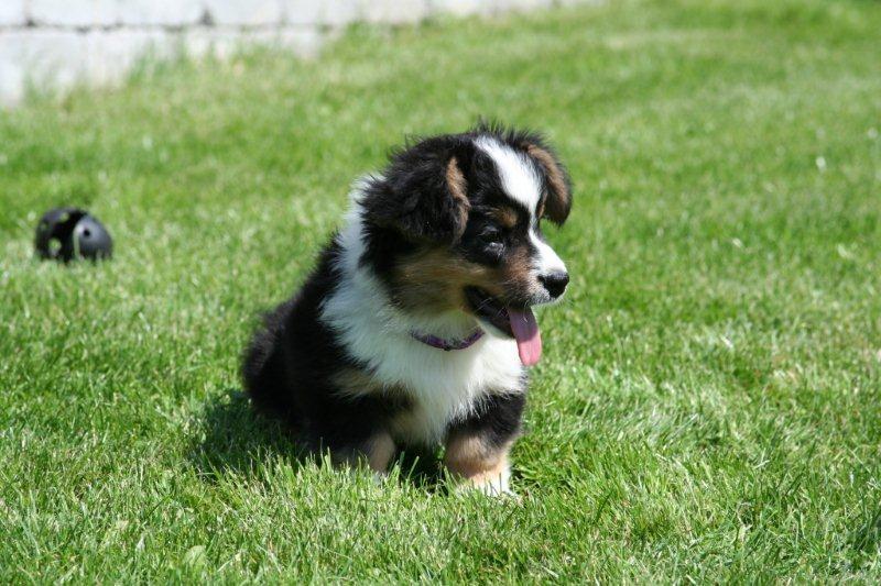 Welsh corgi cardigan Hashfan Opium Boy (Eddy) billede 9