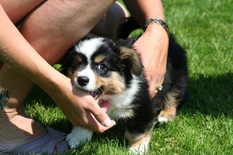 Welsh corgi cardigan Hashfan Opium Boy (Eddy) billede 2