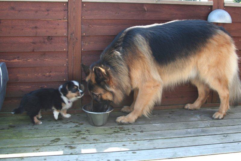 Welsh corgi cardigan Hashfan Opium Boy (Eddy) billede 11