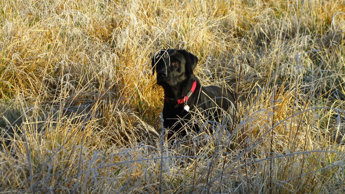 Labrador retriever Luna billede 1