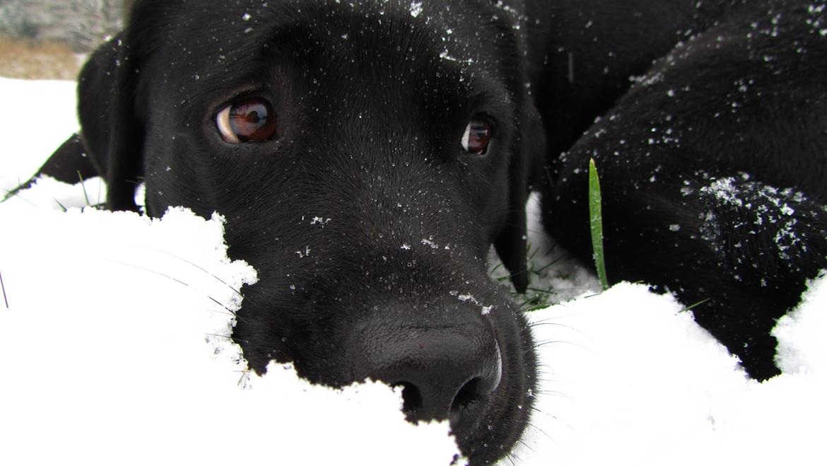 Labrador retriever Luna billede 9