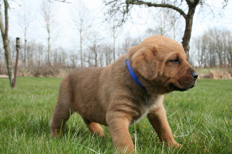 Blanding af racer Yoshi billede 8