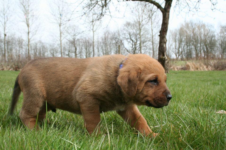 Blanding af racer Yoshi billede 13