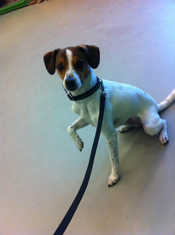 Blanding af racer Mira billede 19