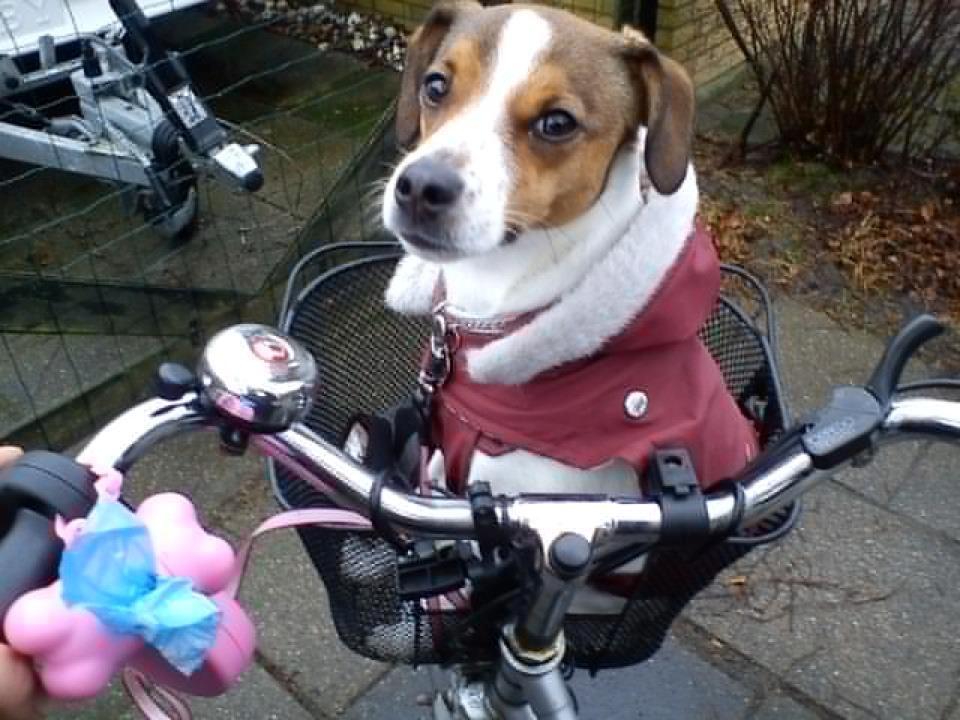 Blanding af racer Mira - Mira kan godt lide at komme med på cykel tur :-) billede 20