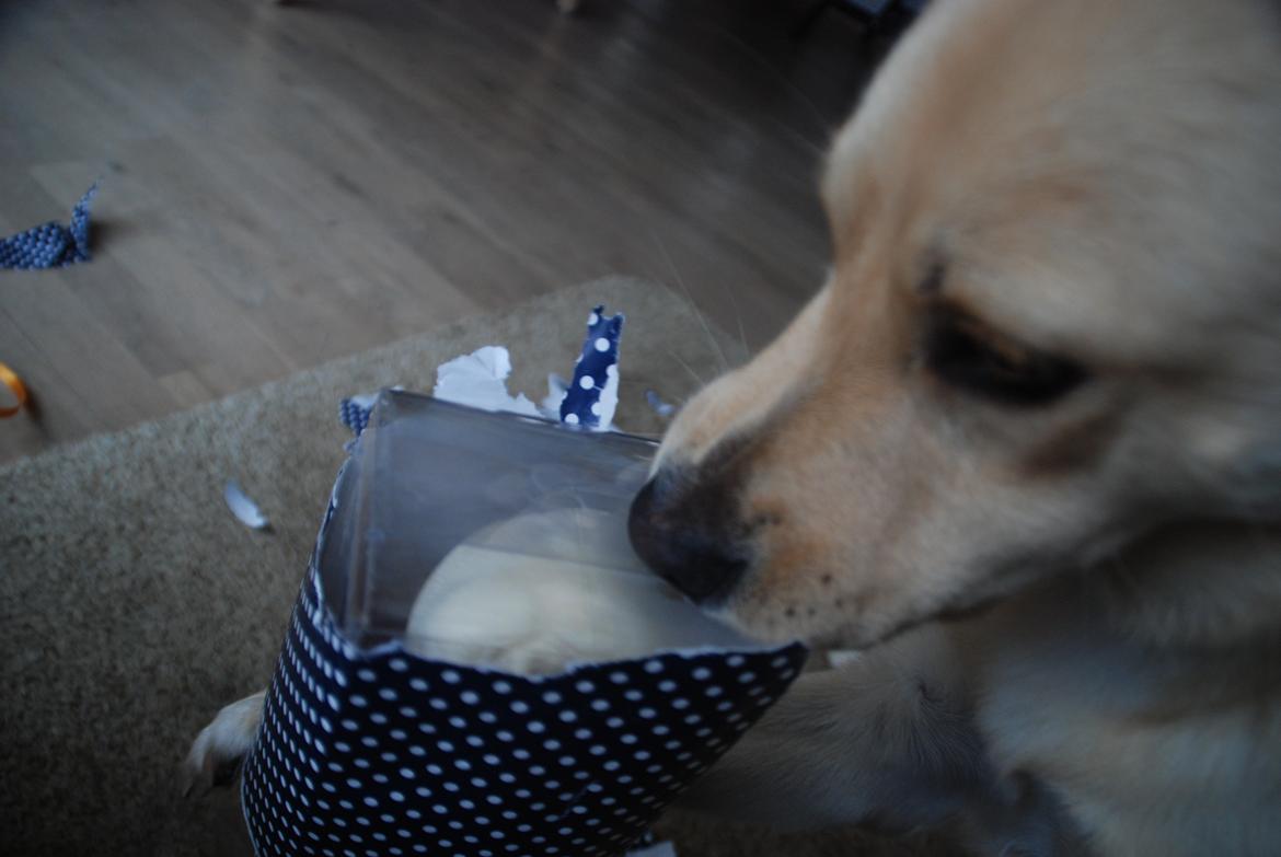 Blanding af racer Bertram - Fødselsdagstrolden. :o) 11. marts 2012. billede 13