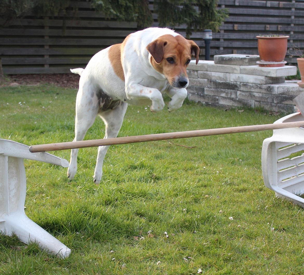 Dansk svensk gaardhund Laika *Rullepølsen* - 10) Min rullepølse kunne Springe?o;'
40-50cm :DD

Foto: Kusine. billede 10
