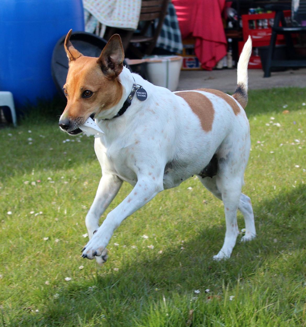 Dansk svensk gaardhund Laika *Rullepølsen* - 7) Laika der har det skøønt!<3

Foto: Rikke Christensen / Mig. billede 7