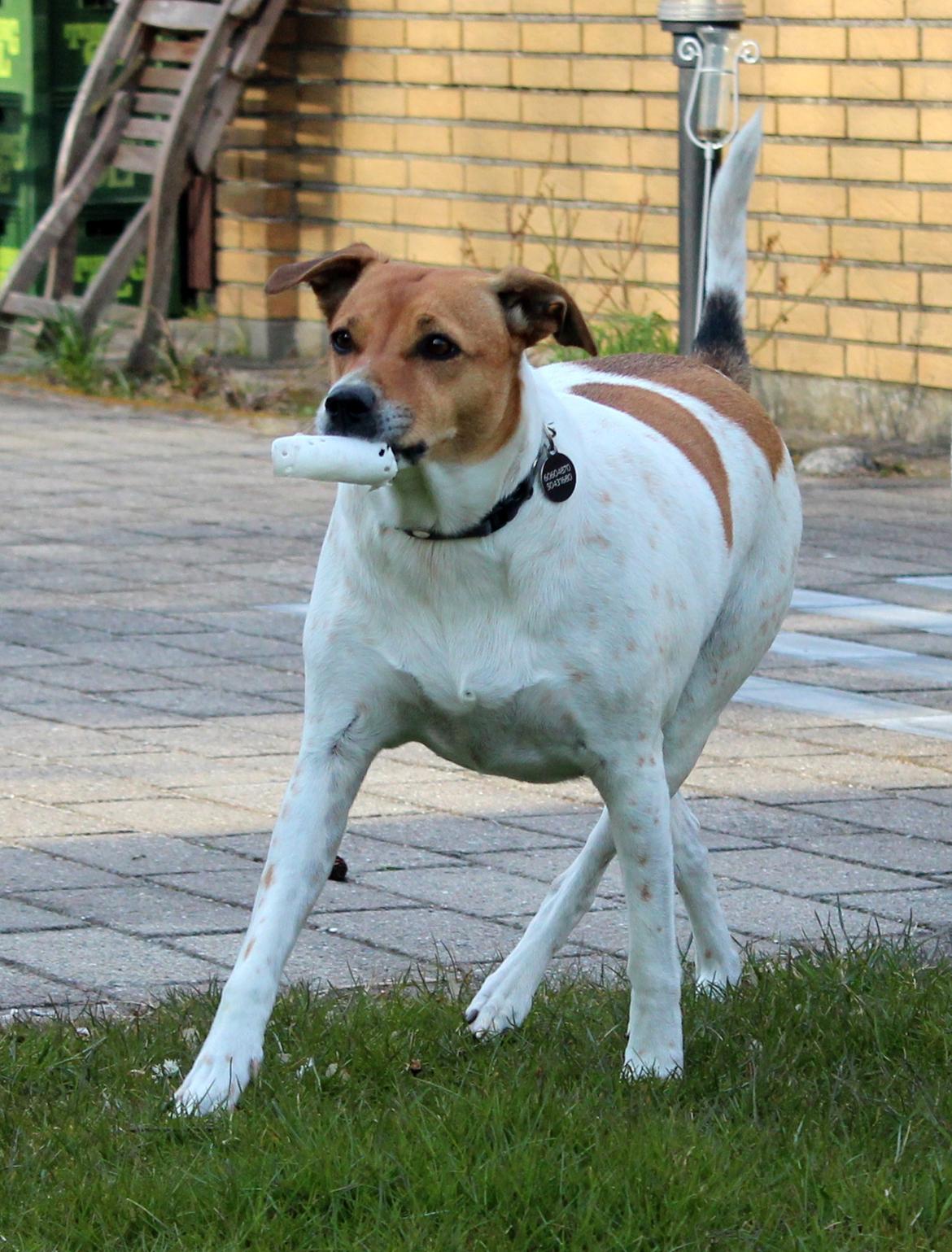 Dansk svensk gaardhund Laika *Rullepølsen* - 19) Schenkel'vigning :P haha ej<3:D

Foto: Rikke Christensen / Mig. billede 19