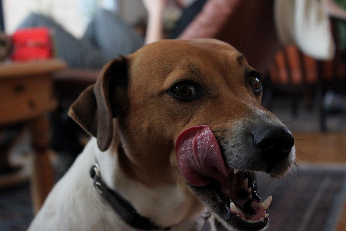Dansk svensk gaardhund Laika *Rullepølsen* - 13) :P'

Foto: Rikke Christensen / Mig. billede 13