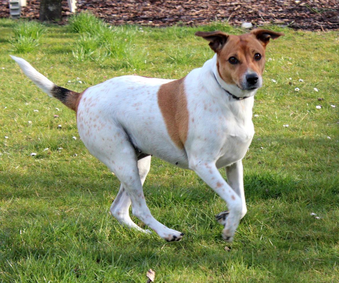 Dansk svensk gaardhund Laika *Rullepølsen* - 20) synes hun ligner en hvalp på det her billede!:D<3

Foto: Rikke Christensen / Mig. billede 20