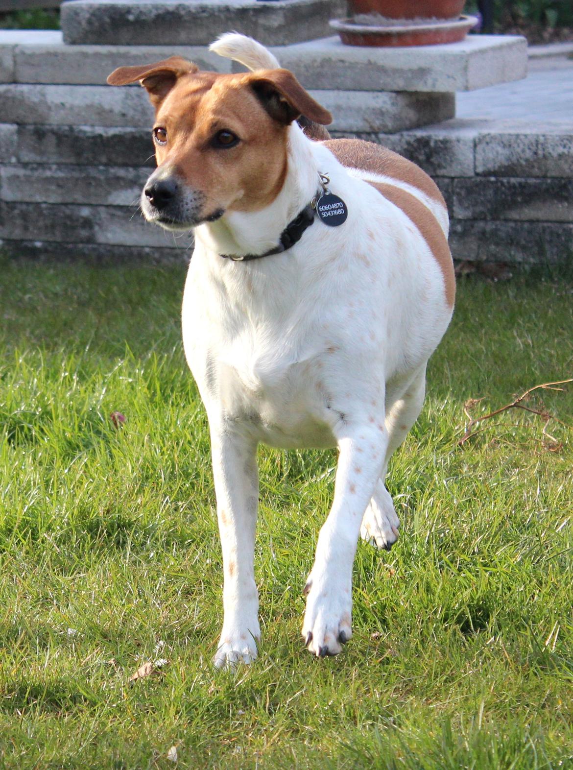 Dansk svensk gaardhund Laika *Rullepølsen* - 14) Søøøde<3

Foto: Rikke Christensen / Mig. billede 14
