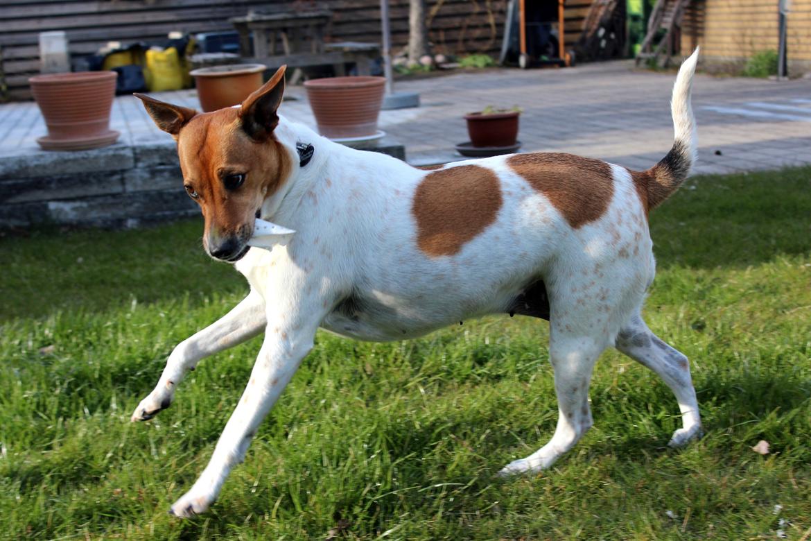 Dansk svensk gaardhund Laika *Rullepølsen* - 15) Min lille rullepølse har krudt i røven :D<3

Foto: Rikke Christensen / Mig. billede 15