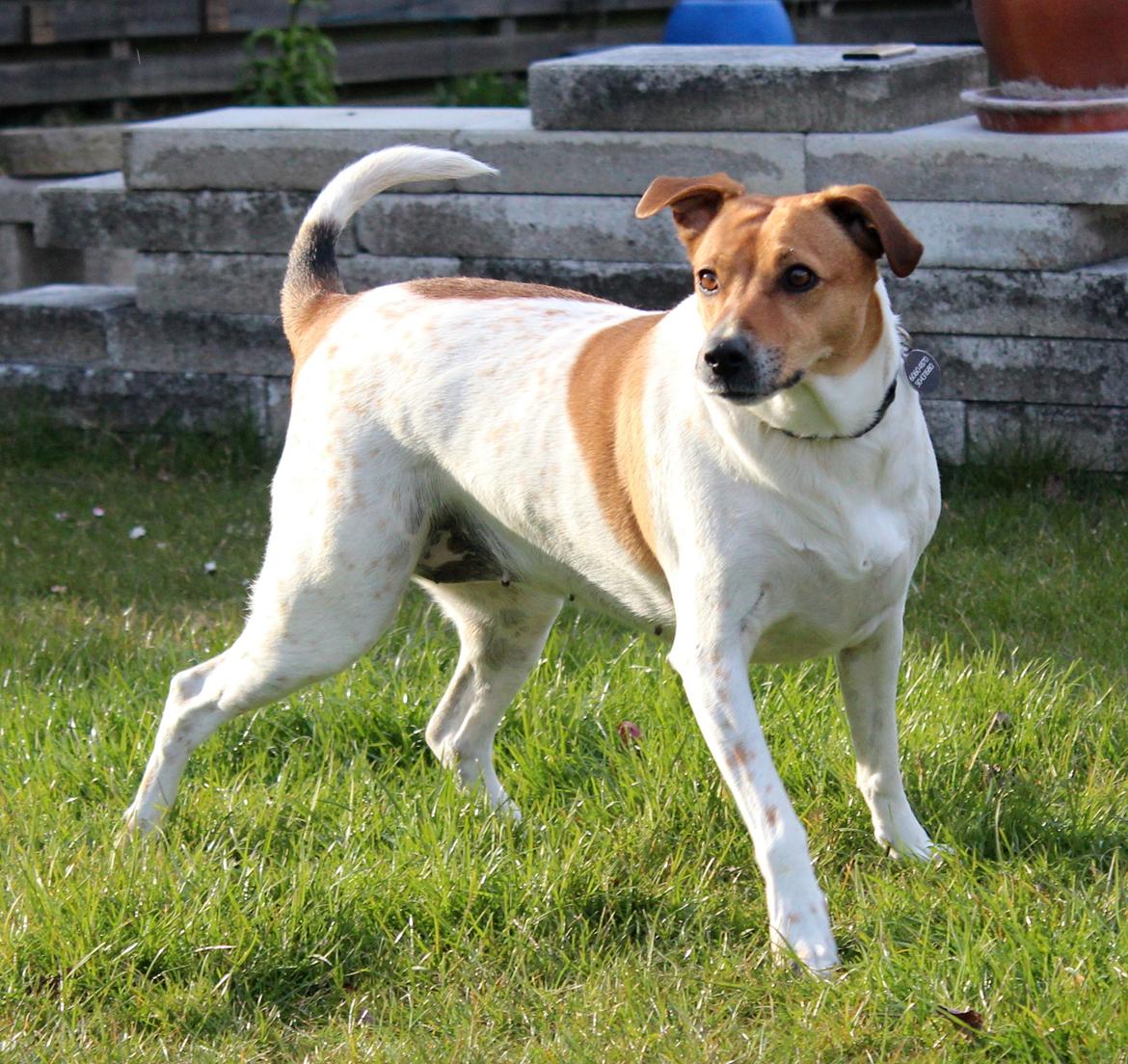 Dansk svensk gaardhund Laika *Rullepølsen* - 1) Velkommen Til Laika's profil!:)
smid en kommentar og bedøm hende :D

begrund lav og middel tak!

Foto: Rikke Christensen / Mig. billede 1