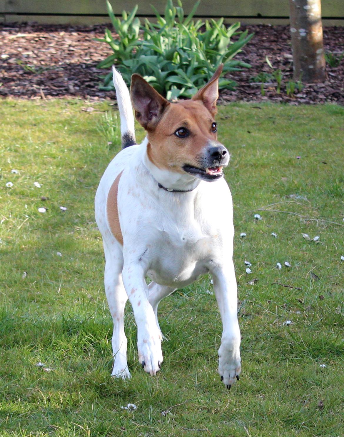 Dansk svensk gaardhund Laika *Rullepølsen* - 3) Laika når hun er bedst!:D<3

Foto: Rikke Christensen / Mig. billede 3