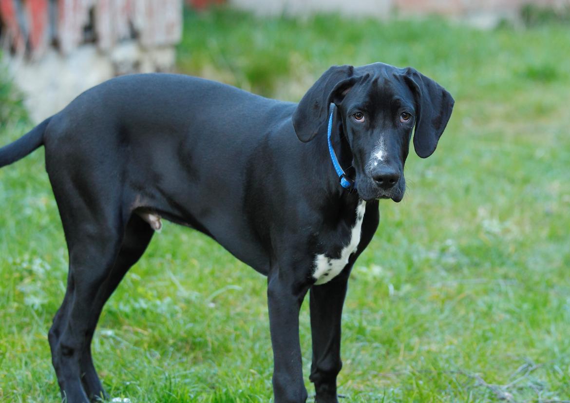 Blanding af racer Conrad  billede 19