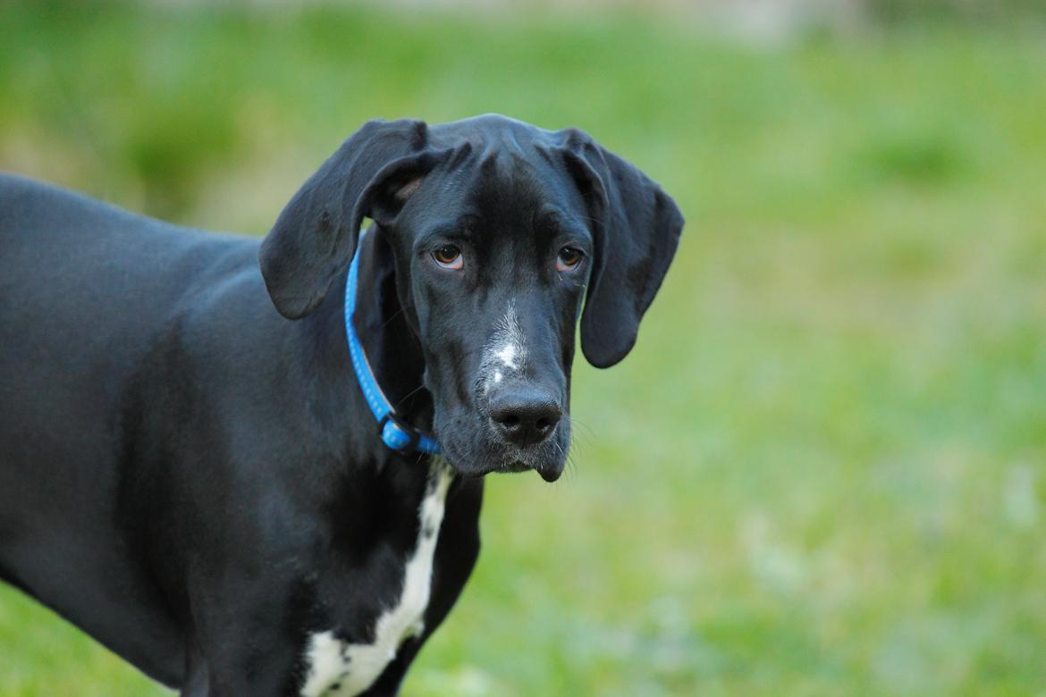 Blanding af racer Conrad  billede 20