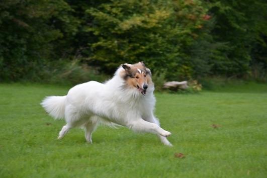 Collie langhåret Klero billede 5