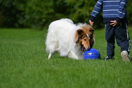Collie langhåret Klero billede 6