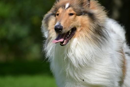 Collie langhåret Klero billede 7