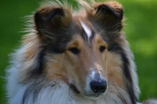 Collie langhåret Klero billede 8