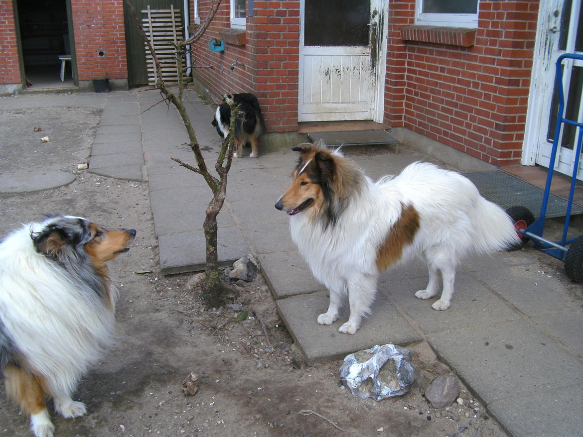 Collie langhåret Klero billede 10