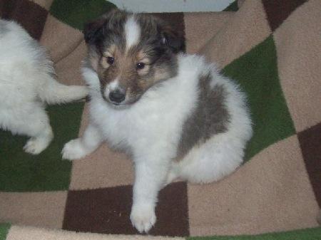 Collie langhåret Klero billede 11