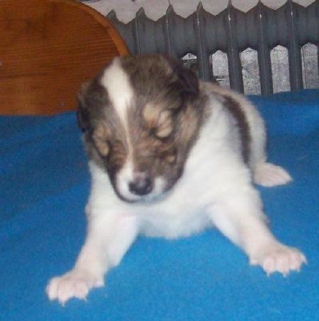 Collie langhåret Klero billede 12