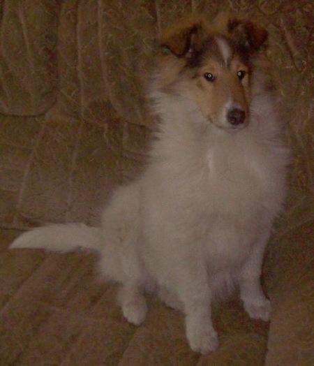 Collie langhåret Klero billede 13