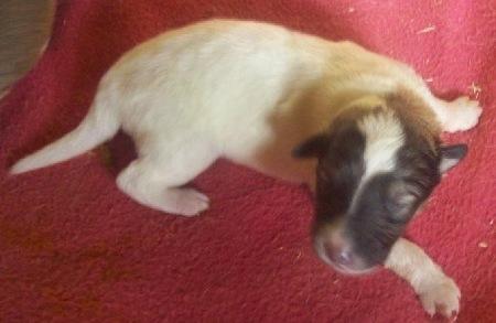 Collie langhåret Klero billede 14