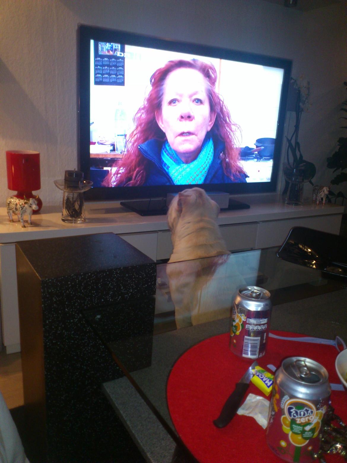 Shar pei Bonzoo Nihoo-sin - Bonzoo ser fjernsyn : ) billede 9