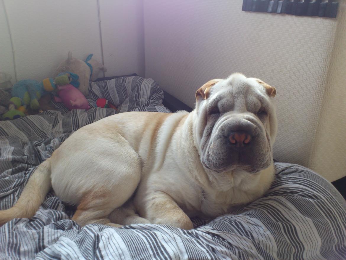 Shar pei Bonzoo Nihoo-sin - her er jeg 6 mdr gammel , og jeg er lige vågnet  : ) billede 10