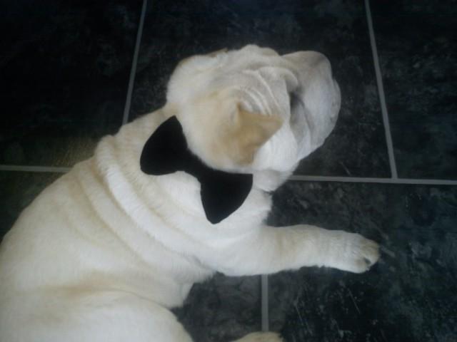 Shar pei Bonzoo Nihoo-sin - er jeg ikke fin med sløjfe på : ) billede 11