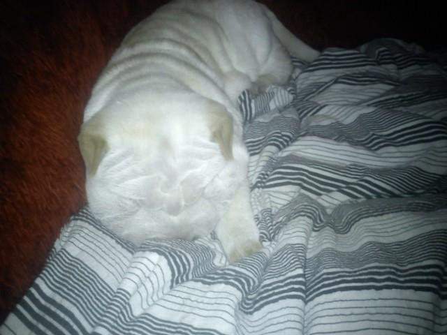 Shar pei Bonzoo Nihoo-sin billede 12