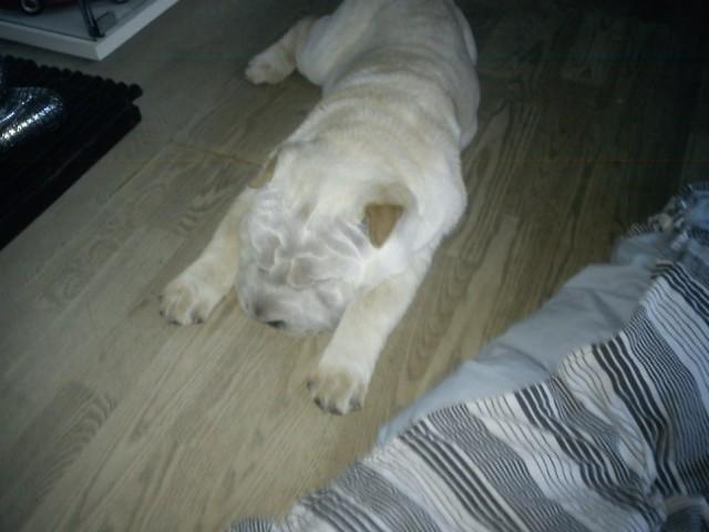 Shar pei Bonzoo Nihoo-sin - lille bonzoo mand tager sig en lur ; ) billede 13