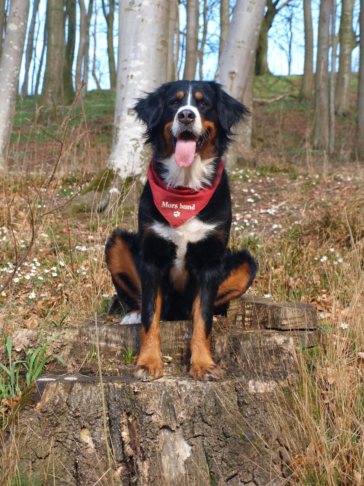 Berner sennenhund Nala *min eneste  ene* billede 13