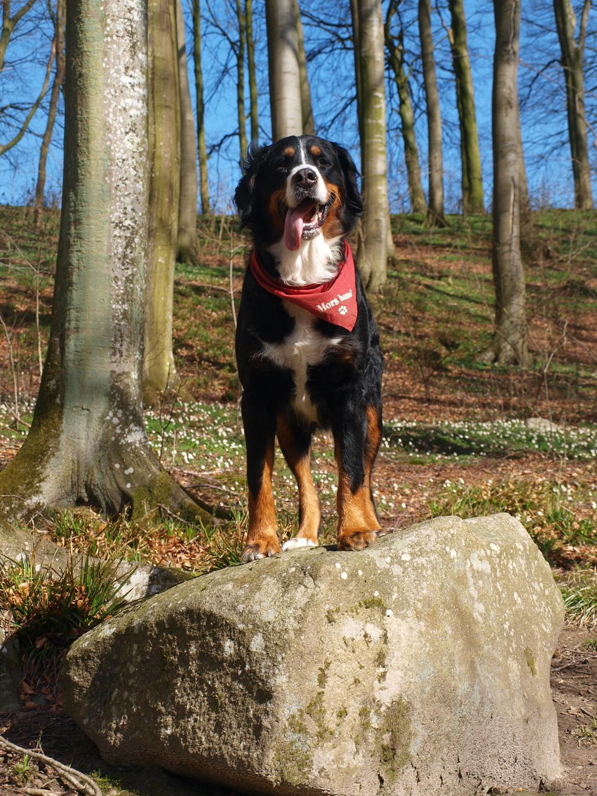 Berner sennenhund Nala *min eneste  ene* billede 11