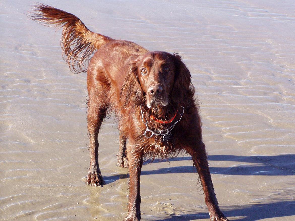 Irsk setter Milan - Dejlige Milan ved Vesterhavet. billede 1