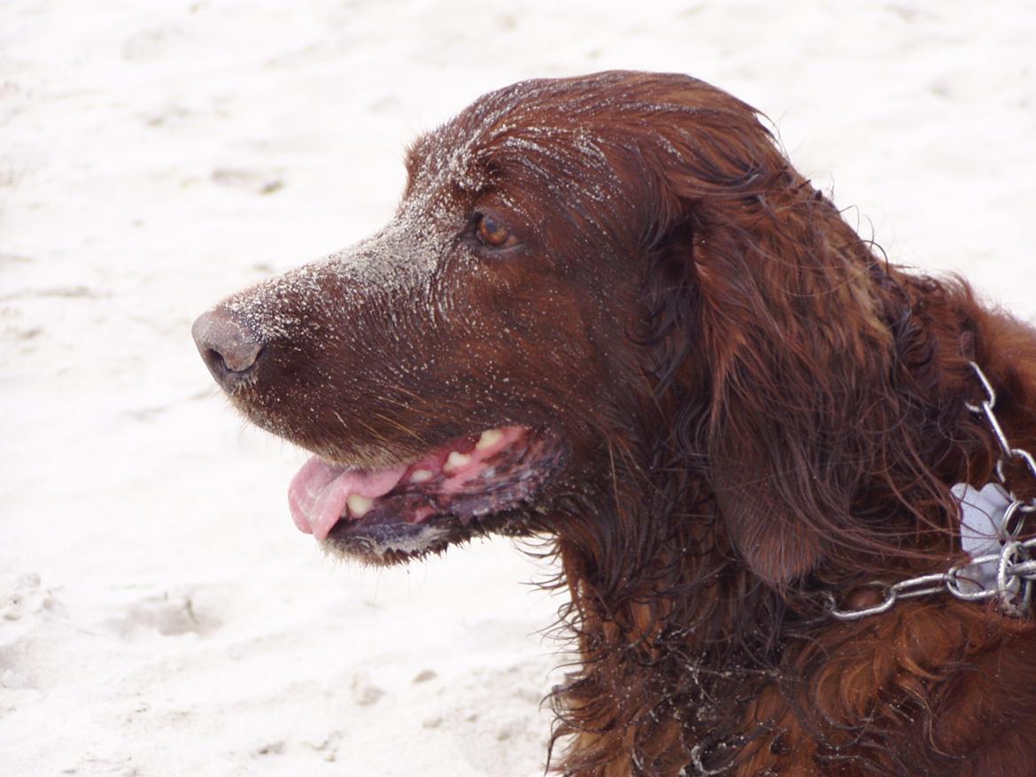 Irsk setter Milan - R.I.P. - savner dig. billede 2