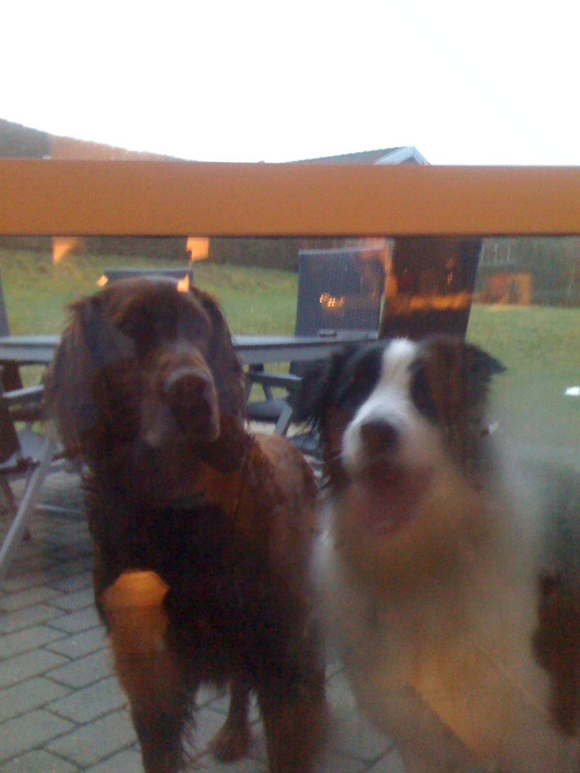 Irsk setter Milan - Milan og Raffa. billede 3