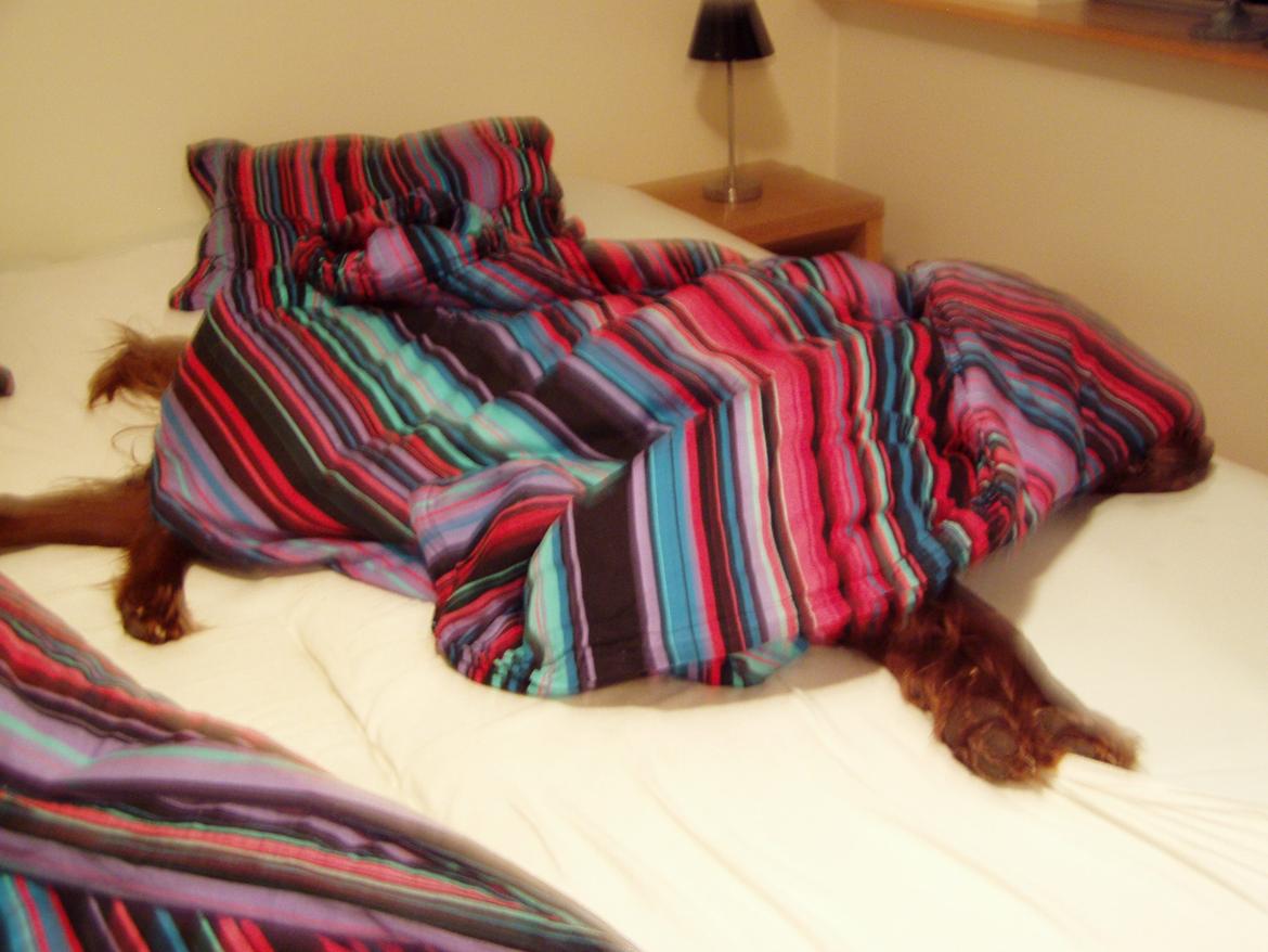 Irsk setter Milan - Råhygge i fars seng. billede 4